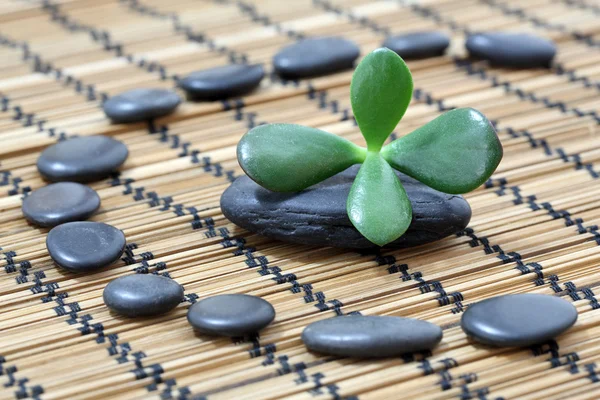 Zen pebbles — Stock Photo, Image