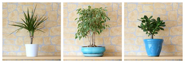 Potted plants — Stock Photo, Image