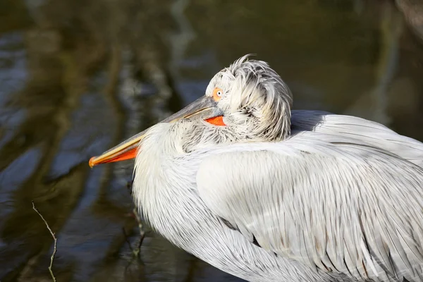 Dalmatische pelikaan, pelecanus crispus — Stockfoto