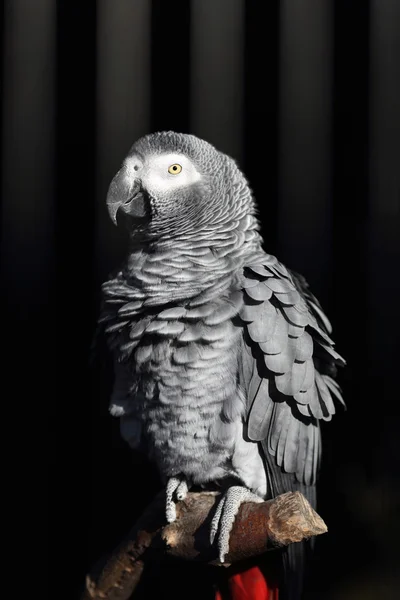 African Grey Parrot, Psittacus erithacus — Stock Photo, Image