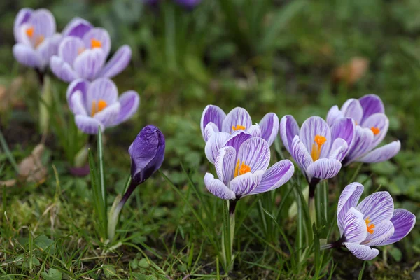 Krokusy na jaře — Stock fotografie