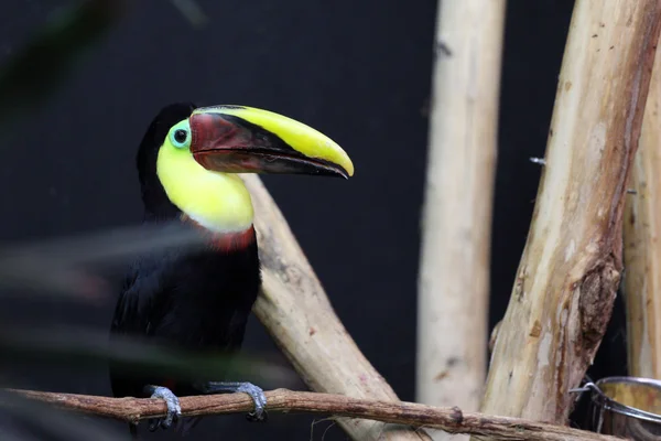 Swainsons Tucano, ramphastos ambiguus swainsonii — Foto Stock