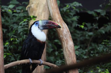 Beyaz boğazlı Tukan, ramphastos tucanus