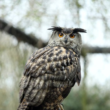 Avrasya kartal baykuş bubo bubo