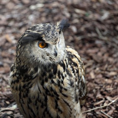 Avrasya kartal baykuş bubo bubo