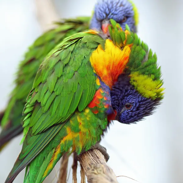 彩虹澳洲鹦鹉，trichoglossus haematodus — 图库照片