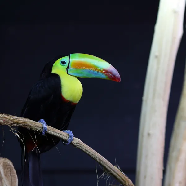 Rainbow faktureras toucan, ramphastos sulfuratus — Stockfoto