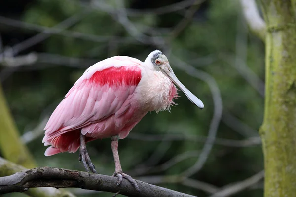 Warzęcha różowa, platalea ajaja — Zdjęcie stockowe