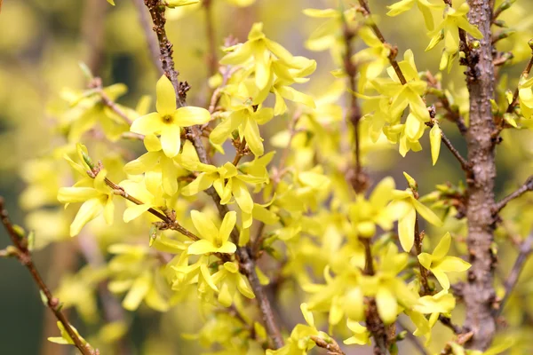 Forsythia — Stockfoto