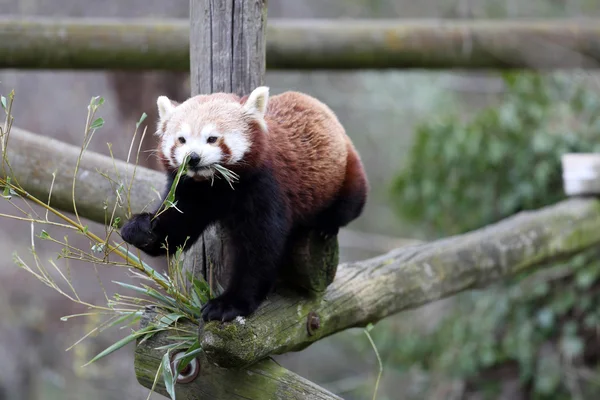 Красная панда, аилурус фулл — стоковое фото