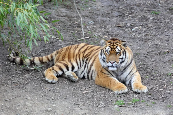 Tigre, Panthera tigris — Photo
