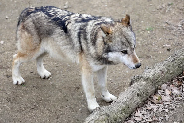 Γκρί-λύκος, canis lupus — Φωτογραφία Αρχείου