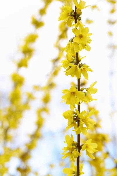 Forsythia — Stockfoto