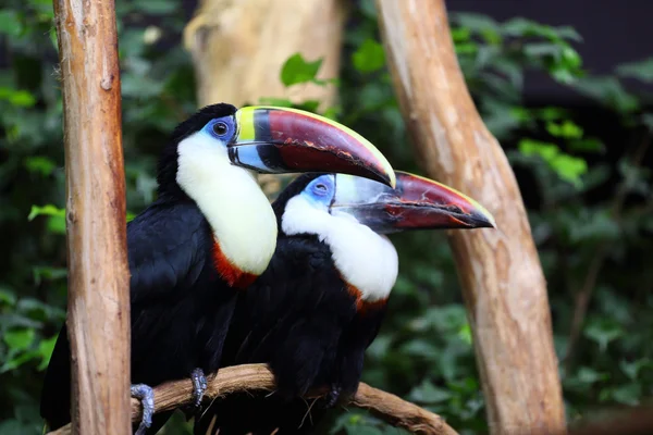 Tucano dalla gola bianca, Ramphastos tucanus — Foto Stock