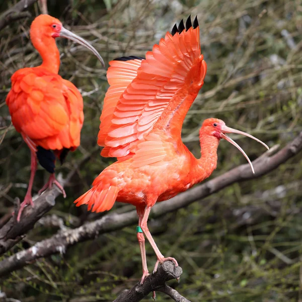 Scharlaken ibis, Eudocimus ruber — Stockfoto