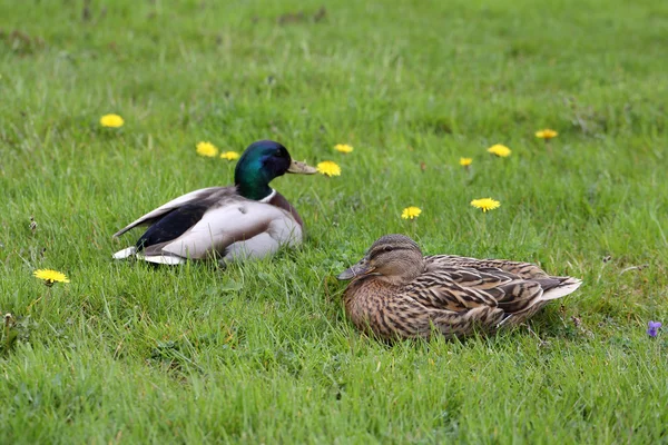 Canard colvert, anas platyrhynchos — Photo