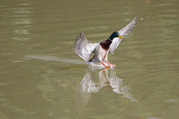 Pato-real, anas platyrhynchos — Fotografia de Stock