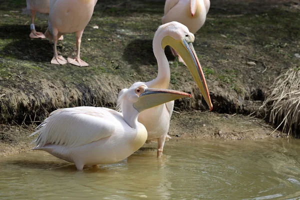 Gran pelícano blanco (Pelecanus onocrotalus) — Foto de Stock