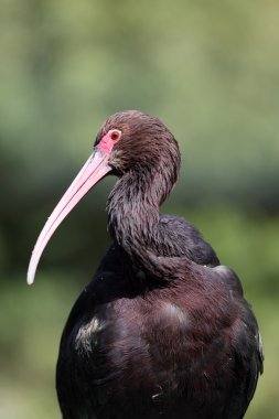 Platolarının Ibis (Plegadis ridgwayi)
