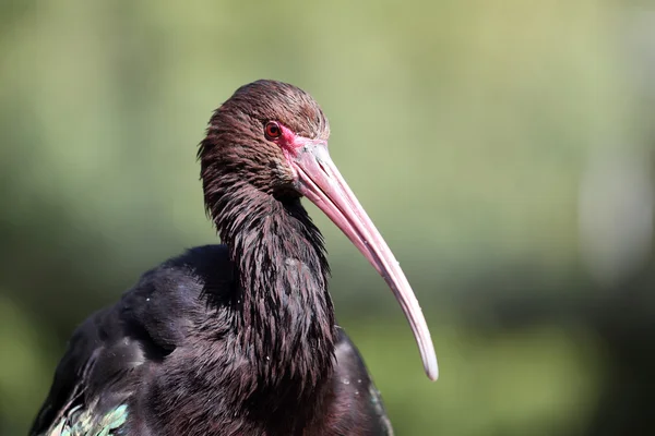 Puna ibis (Plegadis ridgwayi)) — Stock Fotó