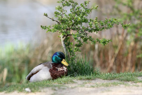 Yeşilbaş, anas platyrhynchos — Stok fotoğraf