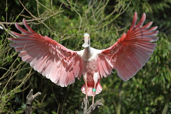 Roseate spoonbill, latalea ajaja — Stock Photo, Image