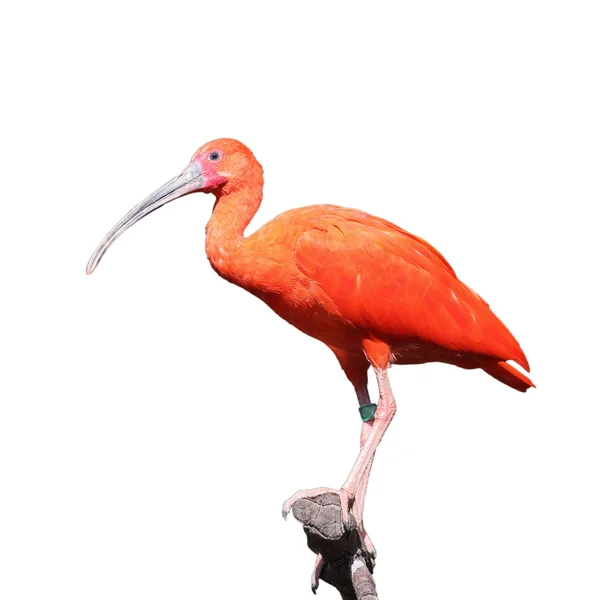 Scharlaken ibis, Eudocimus ruber — Stockfoto