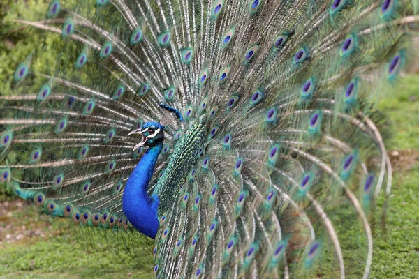 Peafowl indiano, cristatus pavo — Fotografia de Stock