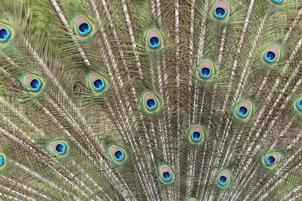 Penas de pavão — Fotografia de Stock