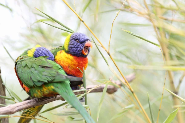 Lori arco iris, Trichoglossus haematodus — Foto de Stock