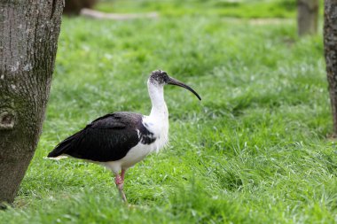 hasır boyunlu aynak threskiornis spinicollis