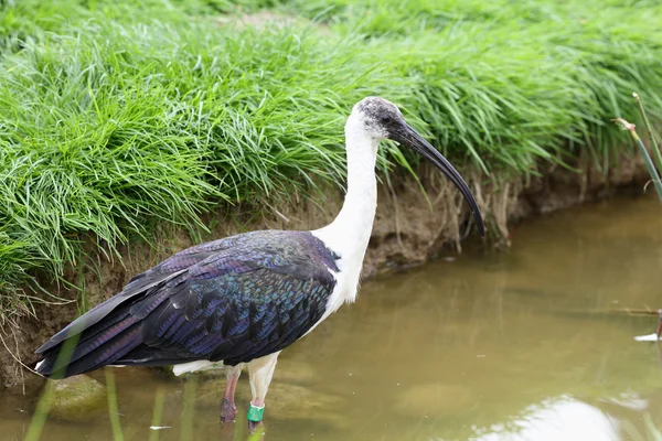 Ibis de pescoço de palha, Threskiornis spinicollis — Fotografia de Stock