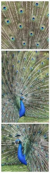 Peafowl indio, pavo cristatus —  Fotos de Stock