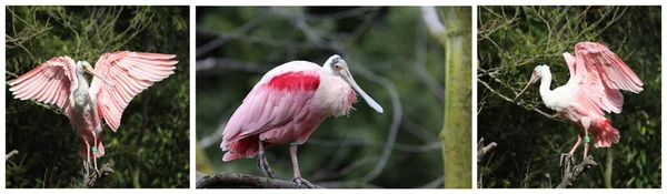 Roseate spoonbil, latalea ajaja — Stock Photo, Image