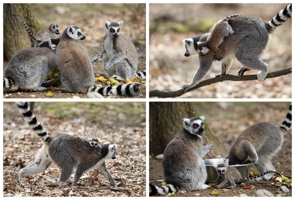 Lemur Kata s mládě — Stock fotografie