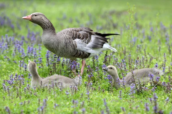 Greylag oca e gosling — Foto Stock