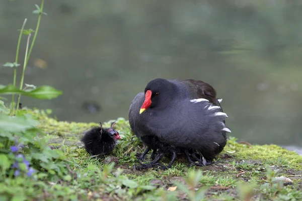 Moorhuhn, Gallinula chloropus — Stockfoto