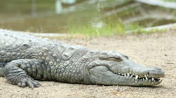 Coccodrillo del Nilo, crocodylus niloticus — Foto Stock