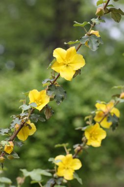 California bodur, fremontodendron californicum