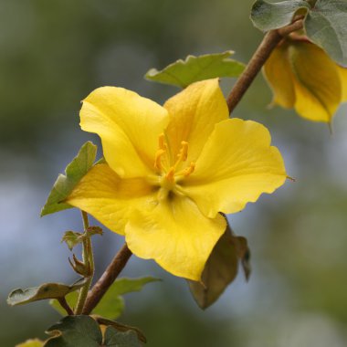 California bodur, fremontodendron californicum