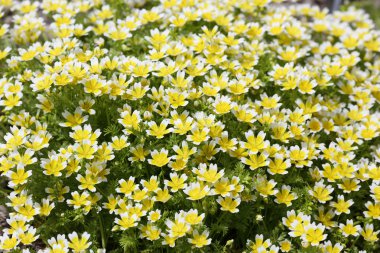Limnanthes douglasii clipart