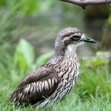 Bush taş-kervan, burhinus grallarius