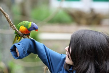 kız ve gökkuşağı Lori