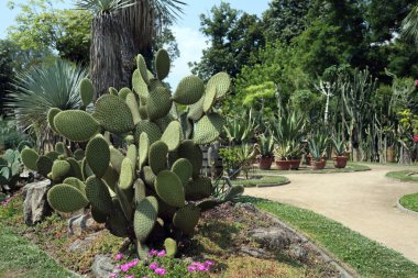 Opuntia scheerii