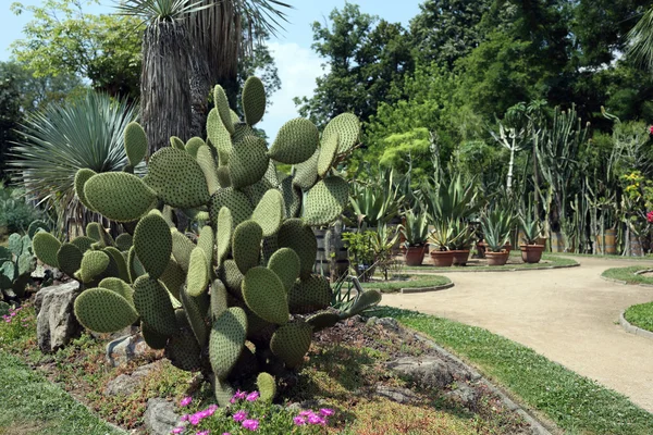 Opuntia scheerii — Foto de Stock