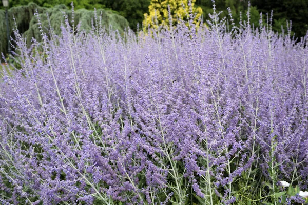 Perovskia atriplicifolia — Stockfoto