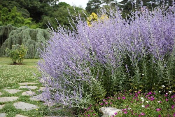 Perovskie atriplicifolia — Stock fotografie