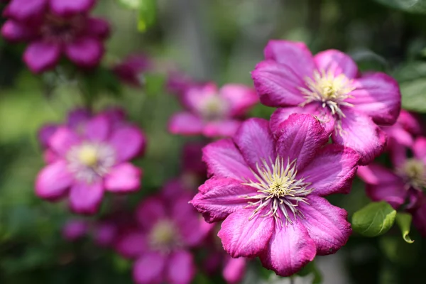 Clematis — Stockfoto