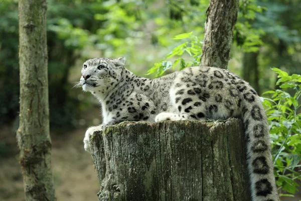 Leopardo de la nieve — Foto de Stock