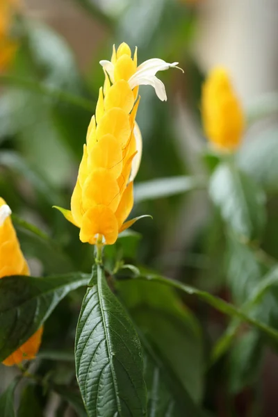 Pachystachys lutea — Zdjęcie stockowe